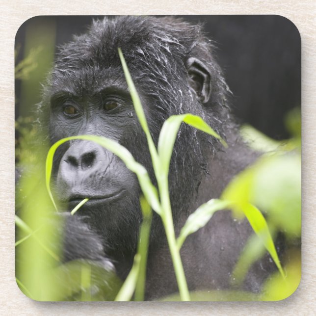 Africa Uganda, Bwindi Coaster (Front)