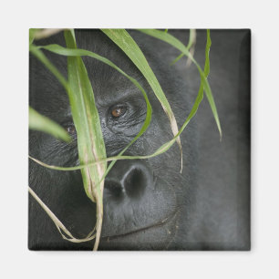 Africa, Uganda, Bwindi Magnet