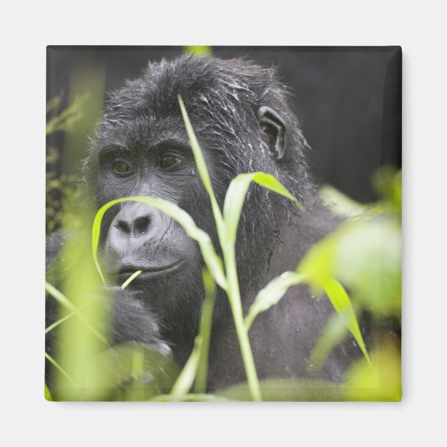 Africa Uganda, Bwindi Magnet (Front)