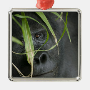 Africa, Uganda, Bwindi Metal Ornament