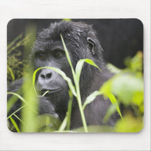 Africa Uganda, Bwindi Mouse Pad