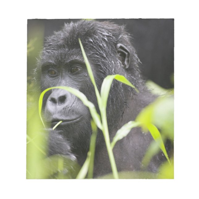 Africa Uganda, Bwindi Notepad (Front)