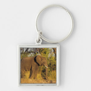 Africa, Zimbabwe, Victoria Falls National Park. Keychain
