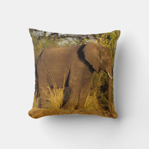 Africa, Zimbabwe, Victoria Falls National Park. Throw Pillow