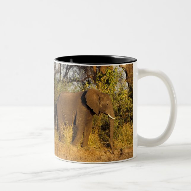 Africa, Zimbabwe, Victoria Falls National Park. Two-Tone Coffee Mug (Right)