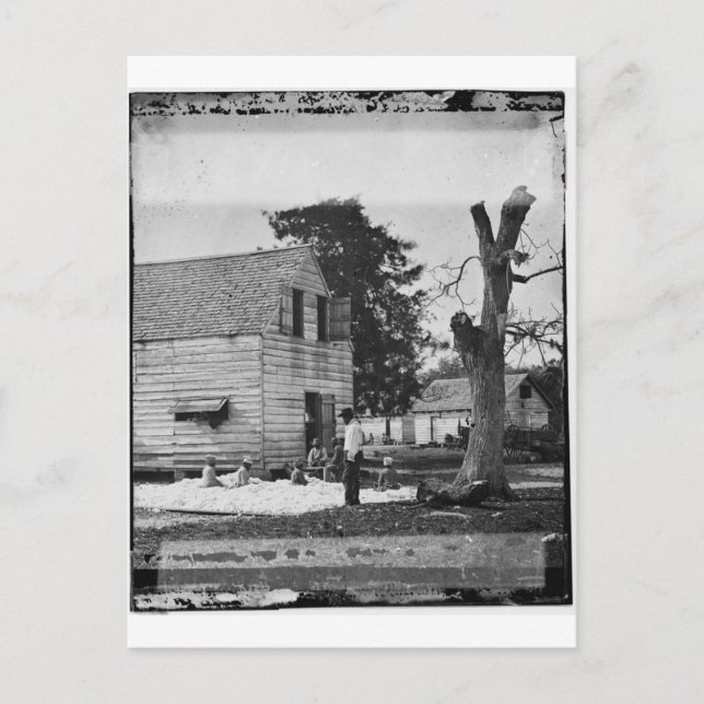 African Americans preparing cotton circa 1862 Postcard (Front)