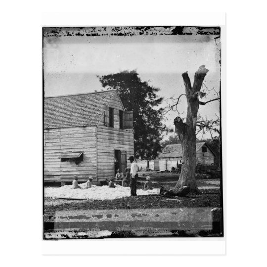 African Americans preparing cotton circa 1862 Postcard