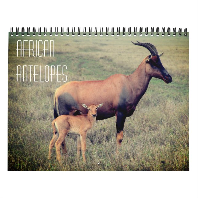 african antelopes 2026  calendar (Cover)