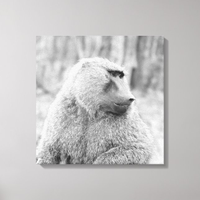 African baboon canvas print (Front)