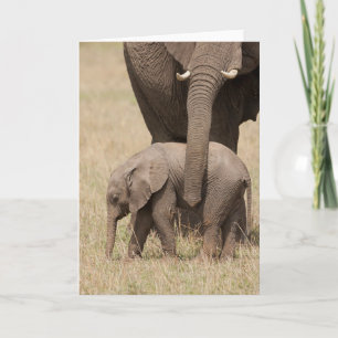 African Baby Elephant with Mother Card