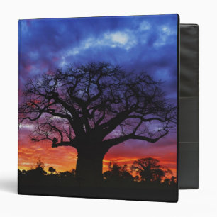 African baobab tree, Adansonia digitata, 2 Binder