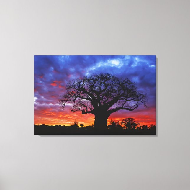 African baobab tree, Adansonia digitata, 2 Canvas Print (Front)