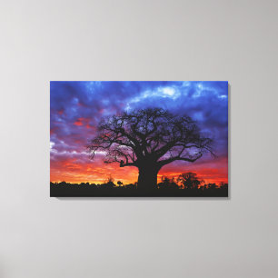 African baobab tree, Adansonia digitata, 2 Canvas Print