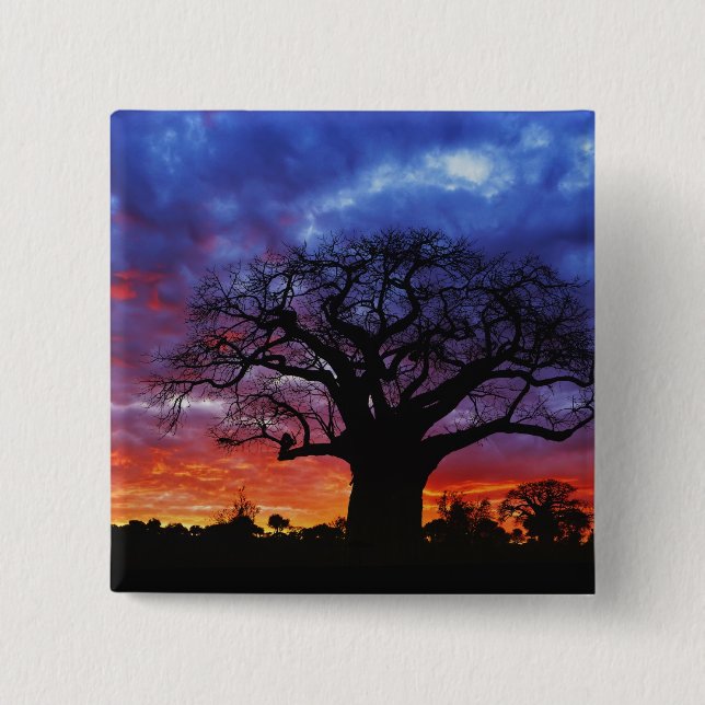 African baobab tree, Adansonia digitata, 2 Inch Square Button (Front)