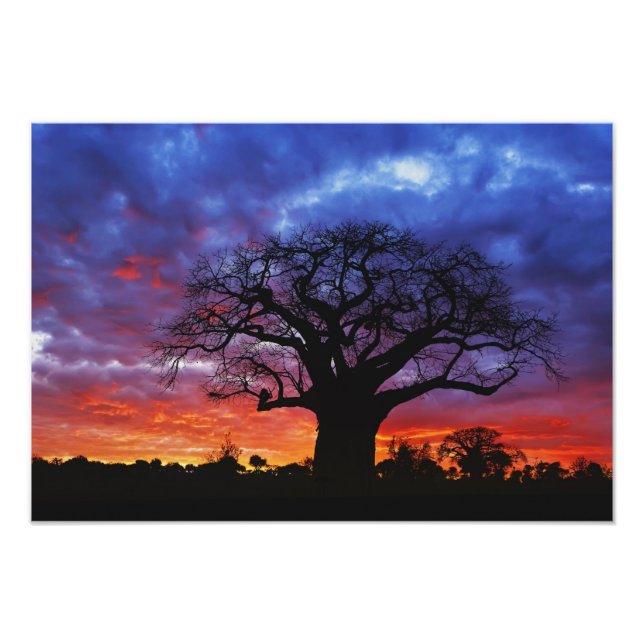 African baobab tree, Adansonia digitata, 2 Photo Print (Front)