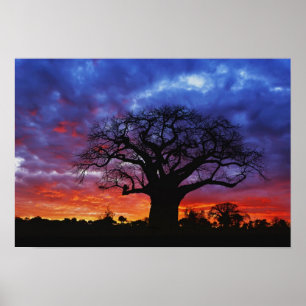 African baobab tree, Adansonia digitata, 2 Poster