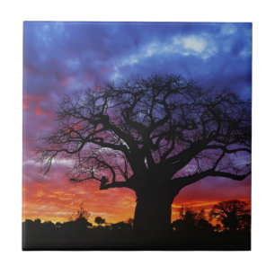 African baobab tree, Adansonia digitata 2 Tile