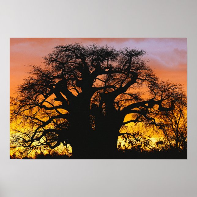 African baobab tree, Adansonia digitata, Poster (Front)