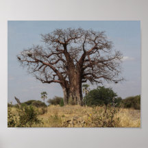 African Baobab Tree