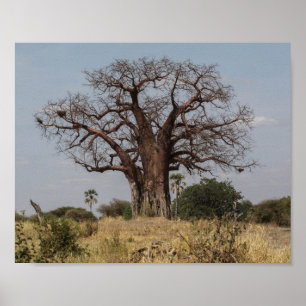 African Baobab Tree Poster