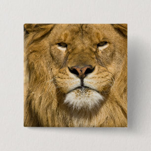 African Barbary Lion, Panthera leo leo, one of 2 Inch Square Button