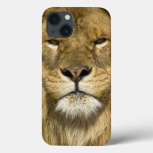 African Barbary Lion, Panthera leo leo, one of iPhone 13 Case