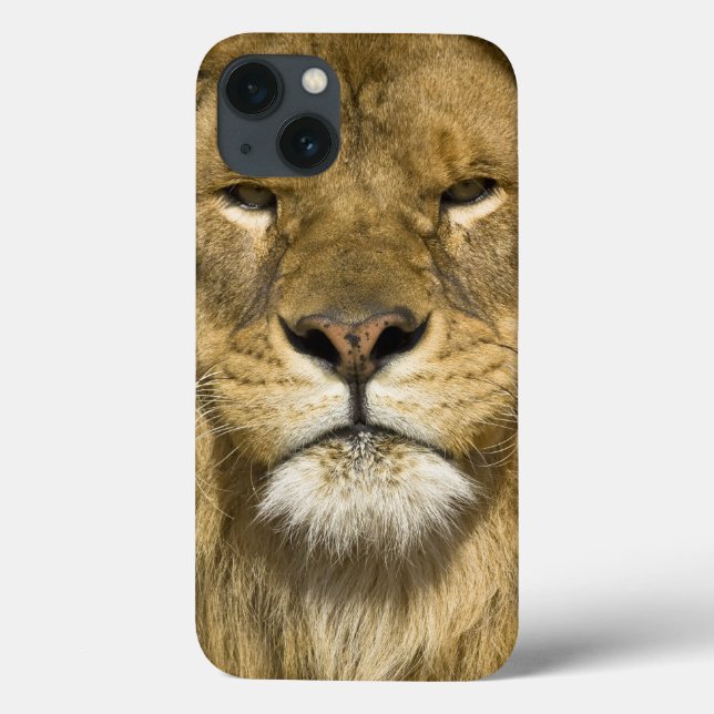 African Barbary Lion, Panthera leo leo, one of Case-Mate iPhone Case (Back)