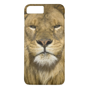 African Barbary Lion, Panthera leo leo, one of Case-Mate iPhone Case