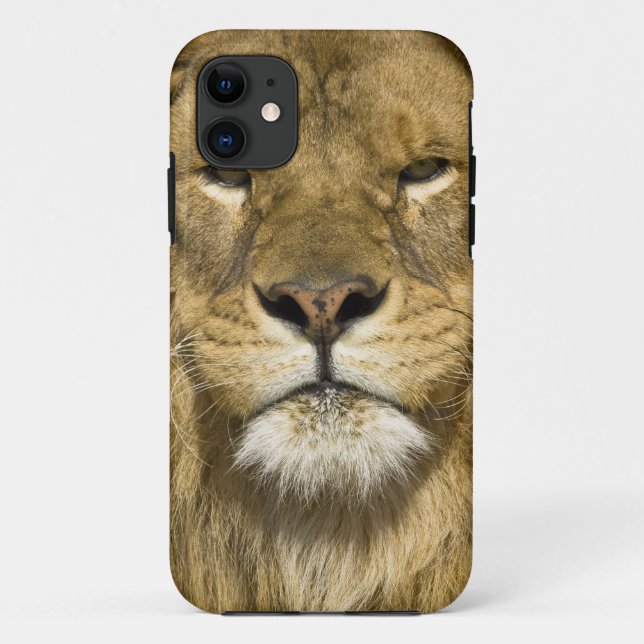 African Barbary Lion, Panthera leo leo, one of Case-Mate iPhone Case (Back)