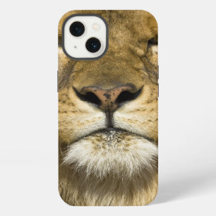 African Barbary Lion, Panthera leo leo, one of iPhone 13 Case