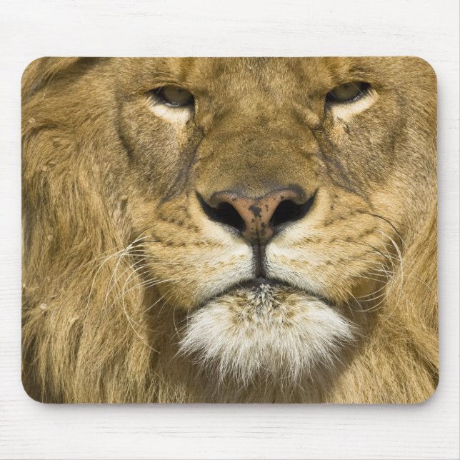 African Barbary Lion, Panthera leo leo, one of Mouse Pad (Front)