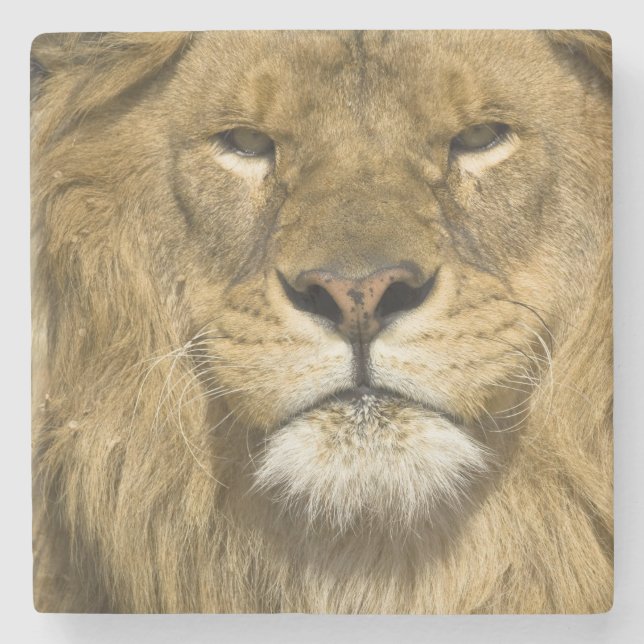 African Barbary Lion, Panthera leo leo, one of Stone Coaster (Front)