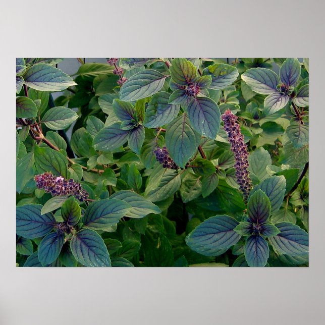 African Blue Basil Poster (Front)
