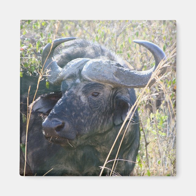 African buffalo magnet (Front)