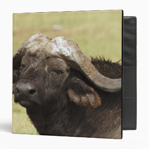 African Buffalo, Syncerus caffer Binder