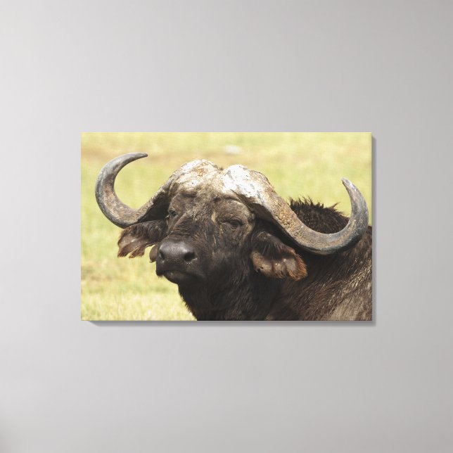 African Buffalo, Syncerus caffer Canvas Print (Front)