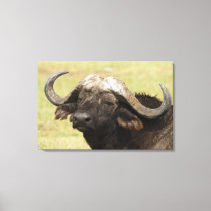 African Buffalo, Syncerus caffer Canvas Print