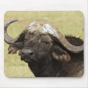 African Buffalo, Syncerus caffer Mouse Pad