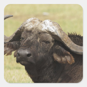 African Buffalo, Syncerus caffer Square Sticker