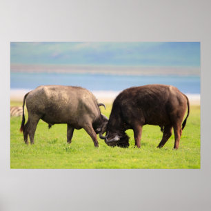 African buffaloes poster