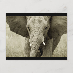 African Bull Elephant postcard (customise)