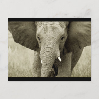 African Bull Elephant postcard (customise)