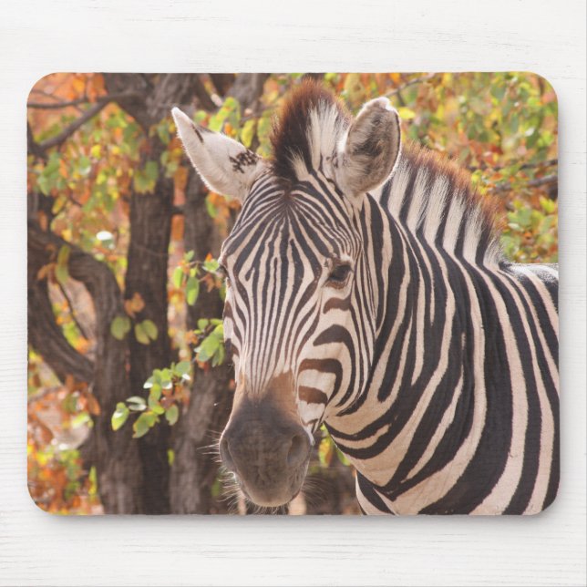 African Burchell's zebra with stripes in bushveld Mouse Pad (Front)
