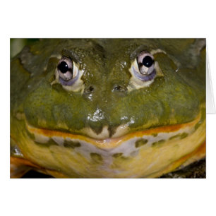 African Burrowing Bullfrog, Pyxicephalus