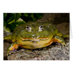 African Burrowing Bullfrog, Pyxicephalus