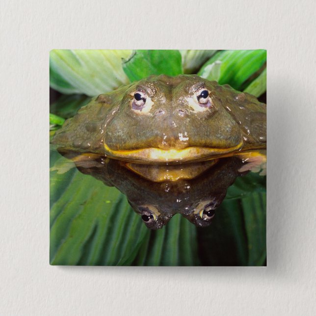 African Burrowing Bullfrog, Pyxicephalus 2 2 Inch Square Button (Front)