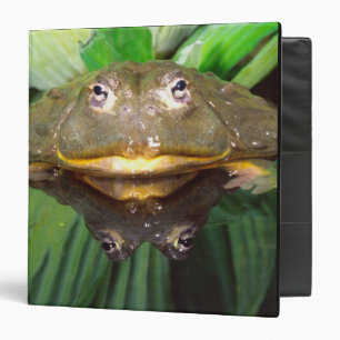 African Burrowing Bullfrog, Pyxicephalus 2 Binder