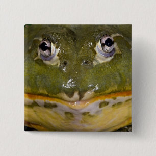 African Burrowing Bullfrog, Pyxicephalus 2 Inch Square Button