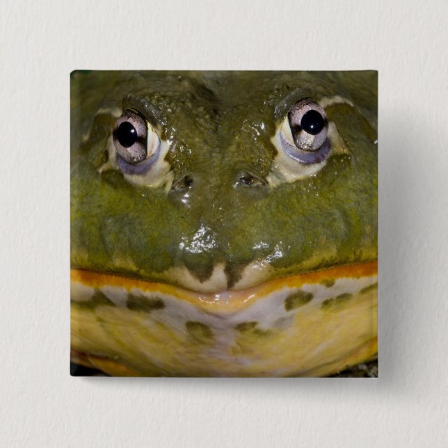 African Burrowing Bullfrog, Pyxicephalus 2 Inch Square Button (Front)