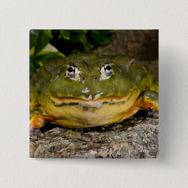 African Burrowing Bullfrog, Pyxicephalus 2 Inch Square Button (Front)
